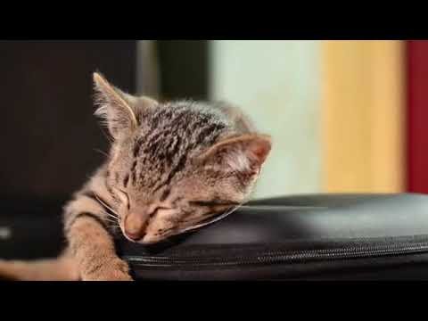 Cute Cat Videos Cats with Kittents Funny Cat Lovers #cats #cat #catlover